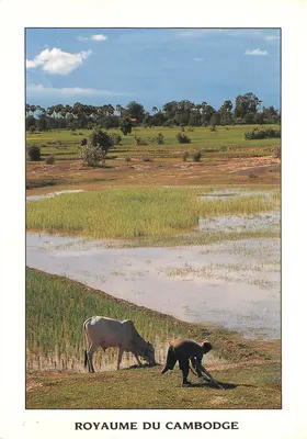 Agricultura no Reino do Camboja — agricultor e vaca em um campo de arroz — editor não visível
