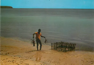 Martinique - Sainte-Anne — Lagostas para o restaurante « Les Filets Bleus » — Éditions Félix Rose-Rosette, n°276