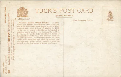 Dois Borzois — caçadores de lobos — desenho de N. Drumman — Tuck's Post Card n°3366 — Verso