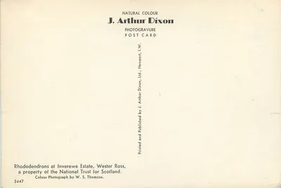 Rhododendrony na wsi Inverewe — Wester Ross — éditeur J. Arthur Dixon, n° 3447 — Rewers