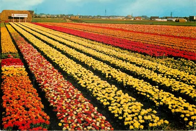 Campos de tulipas com cores vivas — paisagem holandesa — euro color cards / rotterdam