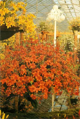 Jardim botânico - estufas de Keukenhof — Lisse-Hollande — editor Gerard Jonkers, n° 8018