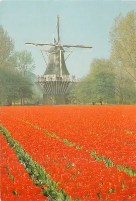 Campo de tulipas vermelhas — Moinho de vento — Keukenhof, Lisse-Holanda
