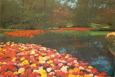 Jardim do Keukenhof — Lisse-Holanda — Planeta - Haarlem