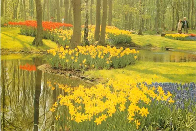Jardim do Keukenhof — Lisse-Hollande — Drukkers Jonkers