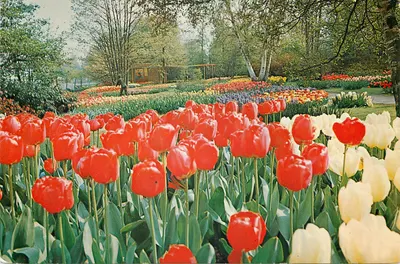Jardim do Keukenhof — Lisse-Hollande — editor Planeta, n° 6902