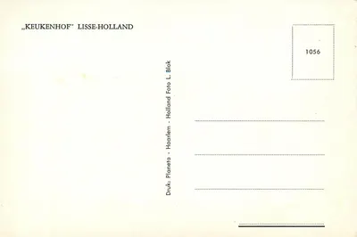 Pole czerwonych tulipanów — młyn wiatrowy — Keukenhof, Lisse-Hollanda — Rewers