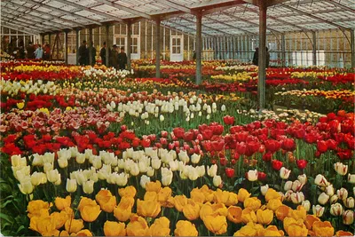 Jardim de tulipas — Keukenhof — Lisse-Hollande — editor Haarlem - Planetas Foto L. Blok, n° 1087