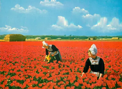 Paisagem de tulipas vermelhas — Holland, Land of Flowers — editor não visível