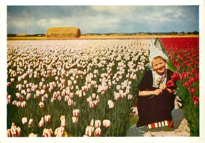 Mulher com tulipas — Paisagem holandesa com feixe de feno — J.W. de Gruijter N.V., Sassenheim, V 1381