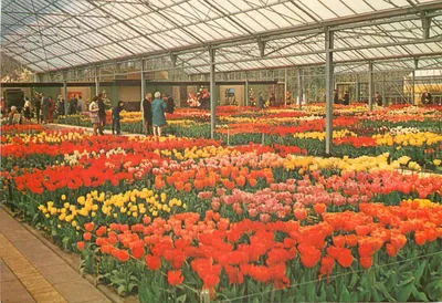 Jardim do Keukenhof — Lisse-Hollande — Planeta - Haarlem