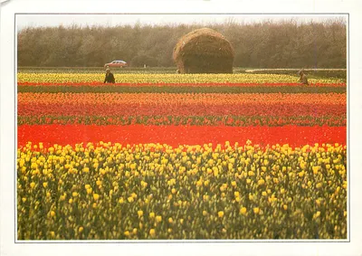 Hollande. Campos de flores — Néerlande, III-A1, Édito-Service S.A.
