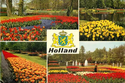 Paisagem de tulipas nos Países Baixos — editor euro color cards, n° co 624