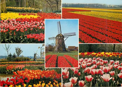 Paisagens de tulipas e moinhos de vento — Holland in bloementooi — éditeur gebr. spanjersberg bv - rotterdam
