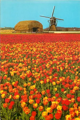 Campo de tulipas — moinho de vento e celeiro de feno — Euro Color Cards / Steeuwijk