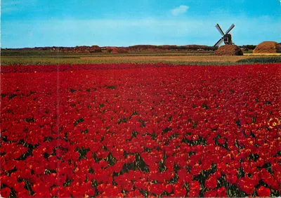Campo de tulipas vermelhas — moinho de vento — Aubagne na Provência — editor Kräuter, n° 209 856