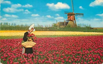 Pejzaż z tulipanami i młynek wiatrowy — Holandia — wydawca Krüger, nr 901/17
