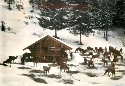 Karmienie zwierząt — Aschauer-Alm, Mittenwald — Foto Silier, Mittenwald, Nr. 1