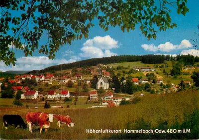 Höhenluftkurort Hammelbach — vista panorâmica com vacas — editor Waldmichelbach
