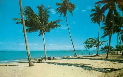 Praia de palmeiras — San Juan, Porto Rico — editor San Juan Intercontinental