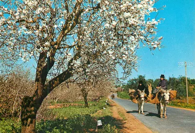Algarve - Portugal — Amendoeiros em Flor — Centro de Caridade 'Nossa Senhora do Perpétuo Socorro', Porto