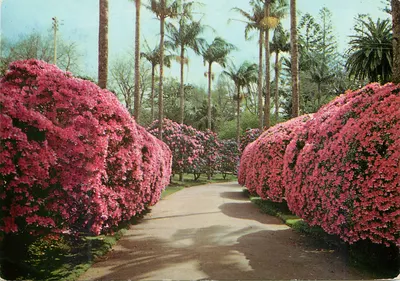 Parque do Hotel 'Terra Nossa' — Furnas, S. Miguel ( Açores ) — Edição Nóbrega L.P.A. n°72