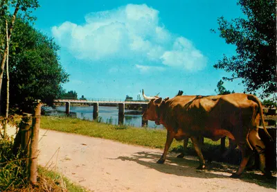 Duas vacas — Ponte sobre o Vouga — Supercor
