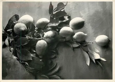Limoni del Garda — Ed. Foto S. Pozzini - Ritva sul Garda