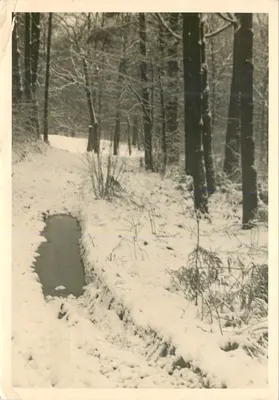Floresta nevada — trilha e riacho — editor não visível