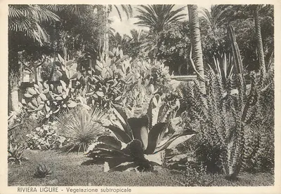 Riviera Ligure — Subtropikalna roślinność — Brunner & C., Como, nr 511-466