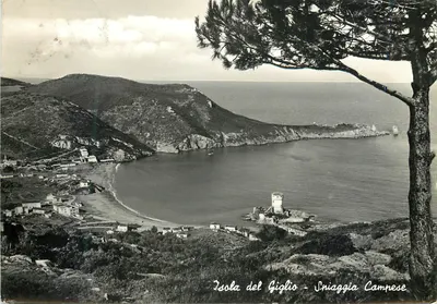 Ilha do Giglio - Sniaggia Campese — Foto Brandaglia, n° 35330