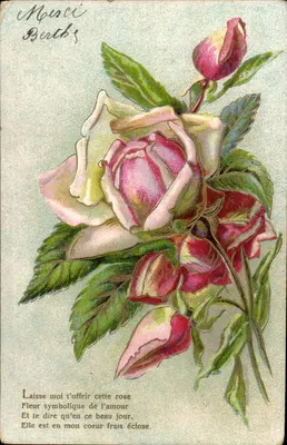 Rosa — flor simbólica do amor — Carta postal universal