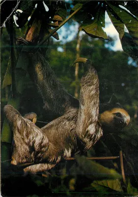 L'âî ou Mouton paresseux — Guiana Francesa e Suriname — Éditions G. Delabergerie