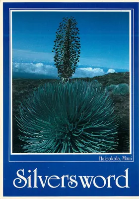 Silversword — Haleakala, Maui — Publicado por ISLAND HERITAGE