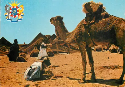 TAN-TAN - Marrocos — Deserto e camelos — Éditions JEFF s.a.