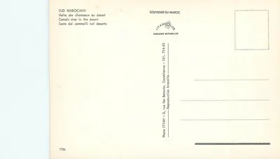 Parada de camelos no deserto — Sul marroquino — ITTAHECOLOR, n° 7726 — Verso
