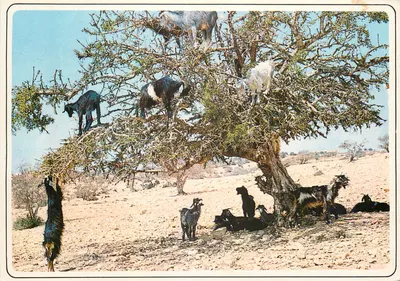 मकड़ियों पर अर्गन वृक्ष — मोरक्को के प्रतीकात्मक नज़ारा — कैसा-इमेज, संख्या 130