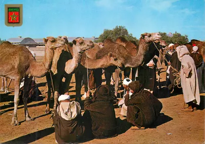 Mercado de camelos — Marrocos típico — Editor Komaroc SA, n°4