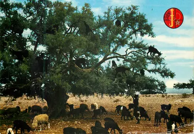 Árvore de cabras — Marrocos — Éd. Maroc-Color n° 053