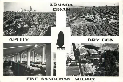 Wijnstokken en wijngaard van Sandeman — Jerez de la Frontera — uitgever Sandeman Vineyards & Bodegas