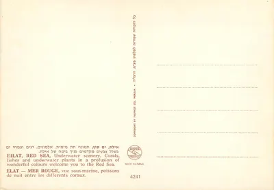 Korale i rośliny morskie — Eilat, Morze Czerwone — wydawca Raphhot Ltd. nr 4241 — Rewers