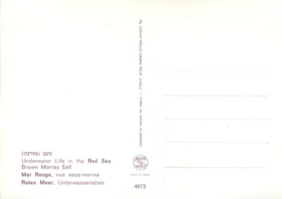 Życie podwodne w Czerwonym Morzu — Morzyczek brązowy — Palphot Ltd. n°4673 — Rewers