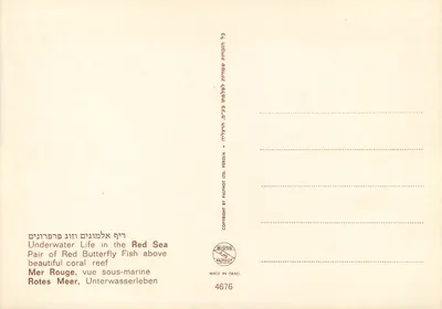 Życie podwodne w Morzu Czerwonym — Para ryb- motylków czerwonych nad pięknym rafem koralowym — PALPHOT LTD. HEZZIA — Rewers