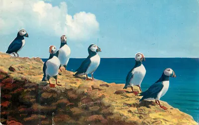 Pinguins — Ilha Bonaventure, Quebec — Publicado por H. V. Henderson, Bathurst, N.B., Canadá