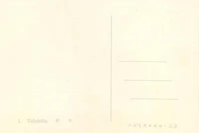 Kwiaty Néphrolepis — malowanie tuszem i kolorami — wydawca Peuple Art, Beijing — Rewers