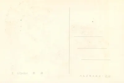 Wisteria — fioletowe kwiaty i liście — Wu Yusheng, 1953 — Rewers