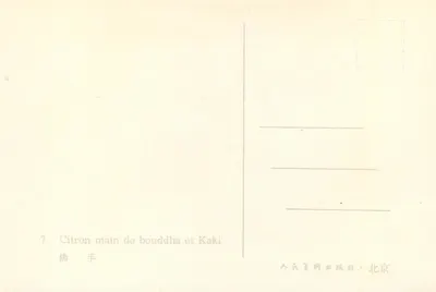 Pomarańcza dłoni Buddhy i Gruszka — 1954 — Wydawca Lud — Rewers