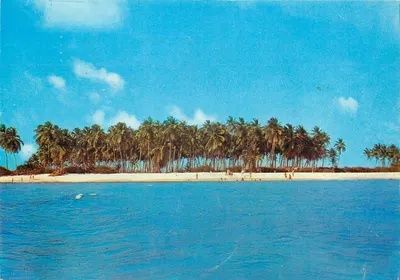 Ilha de San Andrés — praia de areia branca cercada por palmeiras — Consulado da França em Bogotá
