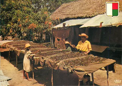 Secagem da baunilha — Madagascar — IRIS