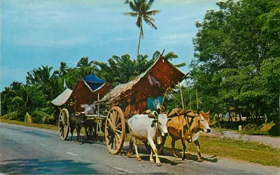 Bullock-Carts — Malacca — Pub. by S.W. Singapore, n° M334